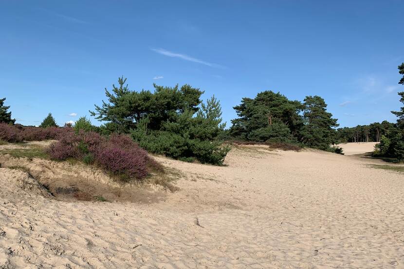 Foto van de Lange Duinen bij Soest. Zichtbaar is een glooiend duinlandschap met groene en paarse begroeiing boven een blauwheldere hemel.