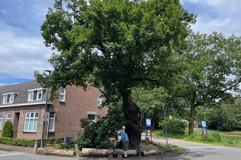 Foto van een grote eik, gedateerd 1600-1700 op de hoek van twee wegen, met een huis in de achtergrond en een vrouw  op leeftijd met rolator ervoor