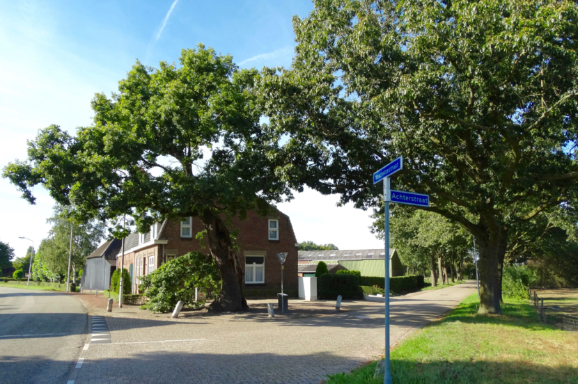 De Heilige eik in de Vrachelsestraat in Den Hout